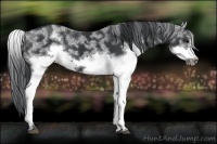 Horse Color:White Spotted Black Frame Rabicano 