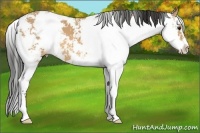 Horse Color:Buckskin Sabino 
