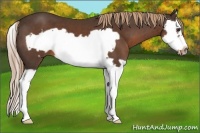 Horse Color:Liver Chestnut Splash Frame 