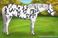 Horse Color:White Spotted Black Near Leopard 