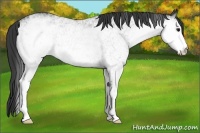 Horse Color:White Spotted Smoky Blue Roan 