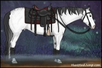 Horse Color:White Spotted Black