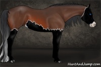 Horse Color:Bay Splash 