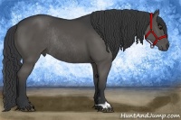Horse Color:Black Rabicano 