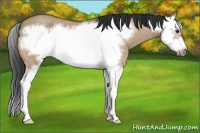Horse Color:Bay Roan Dun Sabino Splash Frame 