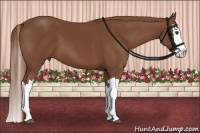 Horse Color:Chestnut Splash 