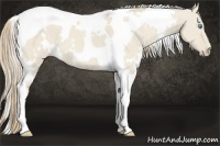 Horse Color:White Spotted Smoky Creme Dun Tobiano 