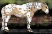 Horse Color:Silver Bay Dun Tobiano Frame