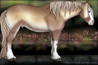 Horse Color:Palomino Onyx Splash 