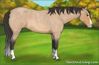 Horse Color:Buckskin Roan Splash