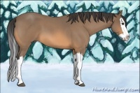 Horse Color:Buckskin Roan Splash