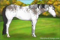 Horse Color:White Spotted Grullo