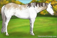 Horse Color:White Spotted Classic Champagne Dun Splash 