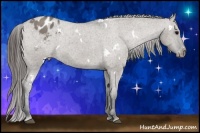 Horse Color:White Spotted Grullo Appaloosa 