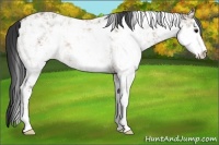 Horse Color:Bay Ice Dun Sabino 