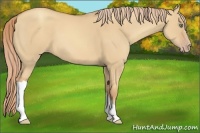 Horse Color:Gold Champagne Dun