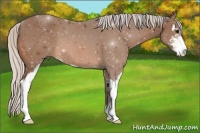 Horse Color:Silver Bay Sabino