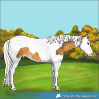Horse Color:Silver Buckskin Splash Tobiano
