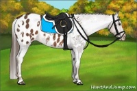 Horse Color:White Spotted Liver Chestnut Blanket