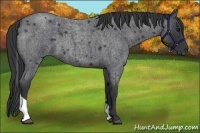 Horse Color:Blue Roan Tobiano