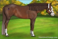 Horse Color:Liver Chestnut Sabino Splash