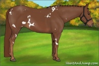 Horse Color:White Spotted Chestnut 