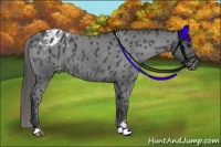 Horse Color:Smoky Blue Roan Sabino Appaloosa