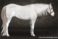 Horse Color:Smoky Grullo Roan Sabino Appaloosa