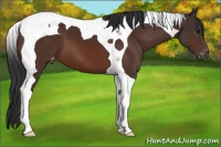 Horse Color:Bay Tobiano Appaloosa