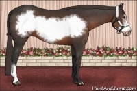 Horse Color:Liver Chestnut Frame 