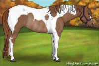 Horse Color:Chestnut Tobiano Rabicano