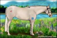 Horse Color:Chocolate Palomino Pearl 
