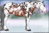 Horse Color:Brown Sabino Rabicano