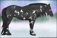 Horse Color:White Spotted Black
