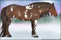 Horse Color:White Spotted Liver Chestnut Rabicano