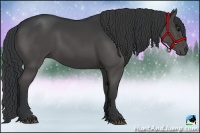 Horse Color:Black Rabicano 