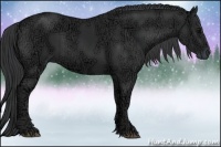 Horse Color:Black Ice Sabino