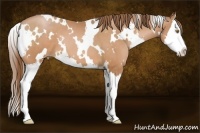 Horse Color:White Spotted Bay Pearl Splash