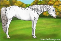 Horse Color:Black Splash Frame Appaloosa 