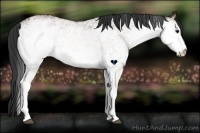 Horse Color:White Spotted Bay 