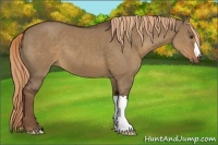 Horse Color:Liver Red Dun