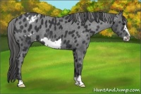 Horse Color:Black Frame Appaloosa