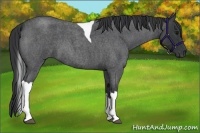 Horse Color:Blue Roan Tobiano