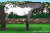 Horse Color:Liver Red Roan Frame Appaloosa 