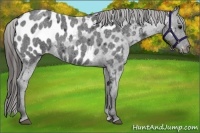 Horse Color:Blue Roan Appaloosa 