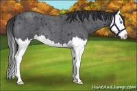 Horse Color:Blue Roan Splash