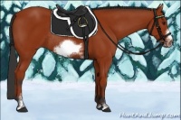 Horse Color:Bay Sabino Frame Rabicano 