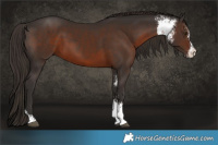 Horse Color:Liver Chestnut Sabino