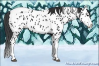 Horse Color:Blue Roan Splash Tobiano Appaloosa