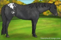 Horse Color:Black Appaloosa 